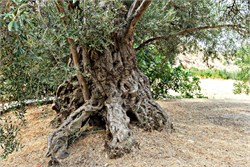 Monumental Trees of Cyprus Represent Attempt to Create Elite Cultivar